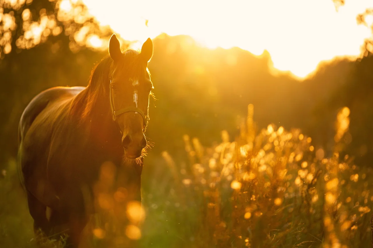 Portrait de cheval en lumière naturelle dans les Alpes
