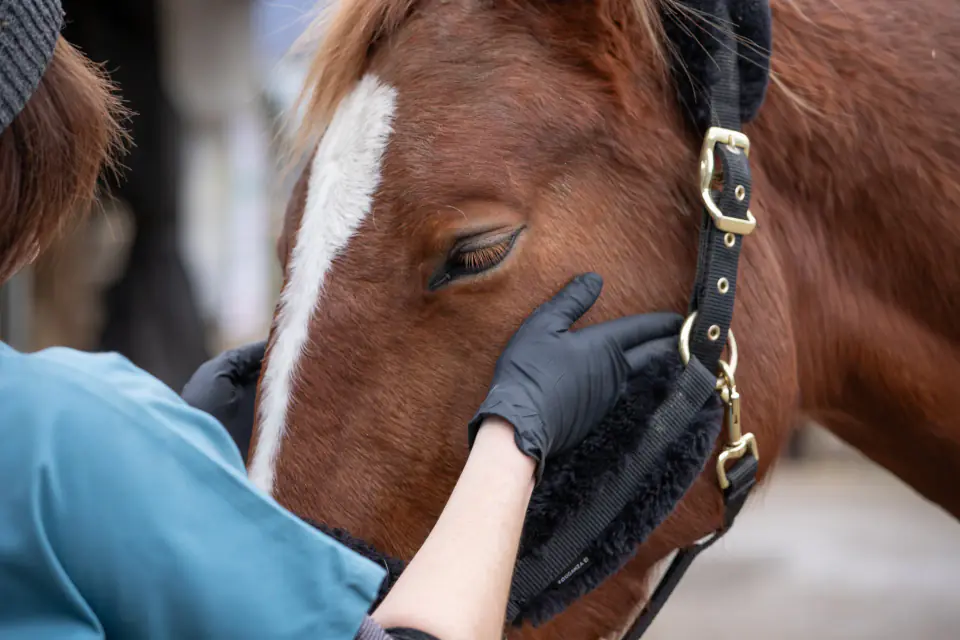 Main gantée posée sur la tête d'un cheval avant un examen dentaire, en Savoie