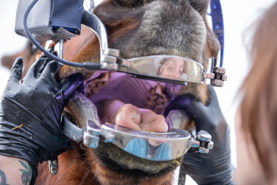 Examen endobuccal d'un cheval : molaires et langue visibles à travers l'ouvre-bouche