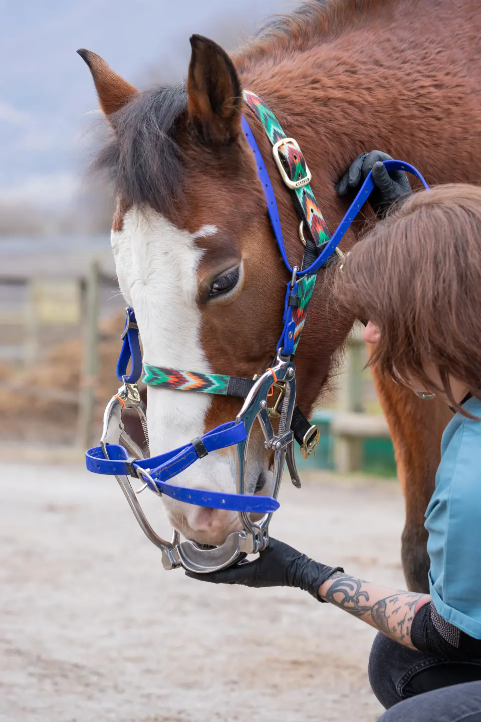 Installation de l'ouvre-bouche sur un cheval calme, tête basse