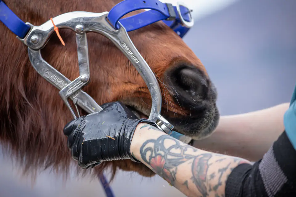 Pose d'un ouvre-bouche sur un cheval lors d'un soin dentaire équin