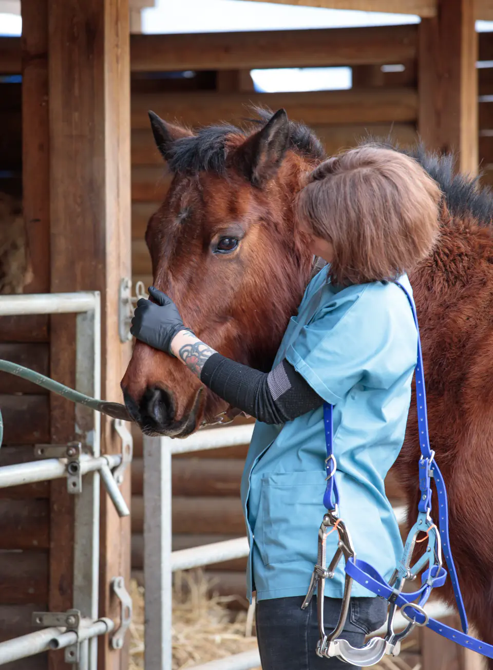 Laura Pallotto rassure un cheval bai dans son box avant un soin dentaire